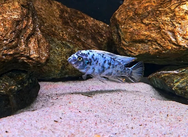 Labeotropheus fuelleborni 'Nkanda'